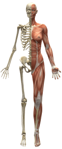 posture du corps - lutte contre le mal de dos et autres douleurs musculaires et squelettiques